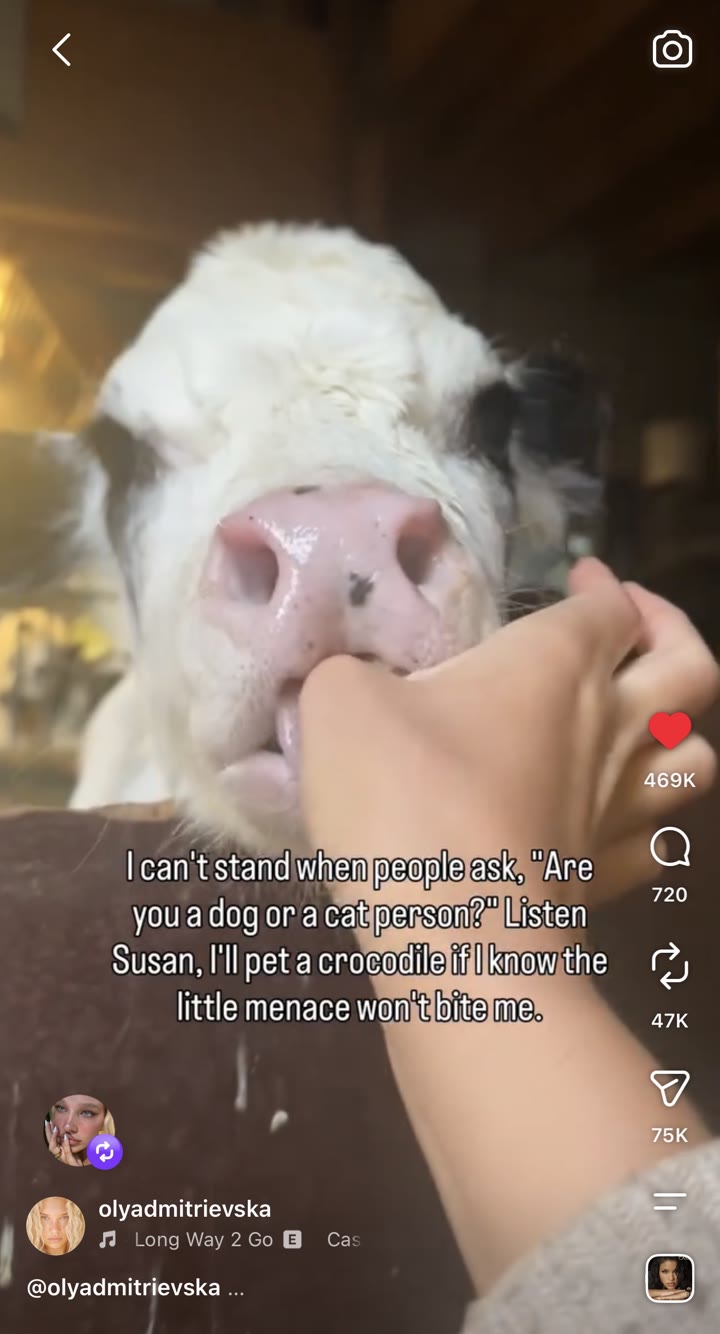 Reel of a hand petting a calf, with a funny caption — 5.4M views
